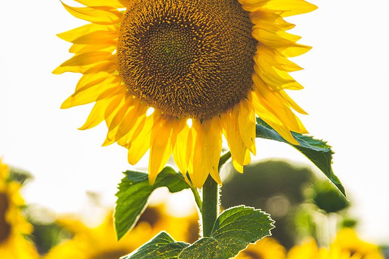 Frauenarzt Graz - Gynäkologie Graz - Gebärmutter Vorsroge