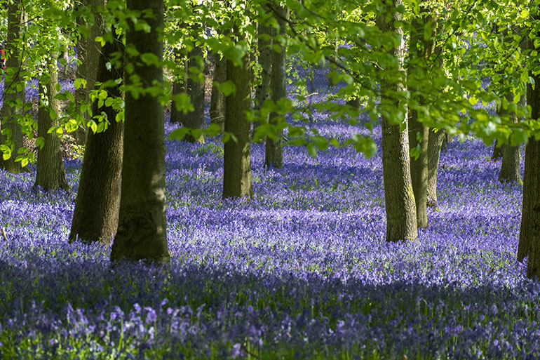 Frauenarzt Graz privat - Gynäkologie Graz - Pränataldiagnostik - Hysteroskopie